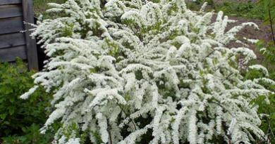 В питомнике растений в Подгорье предлагаем Спирея серая Грефшейм, хвойные, декоративные, плодовые саженцы растений