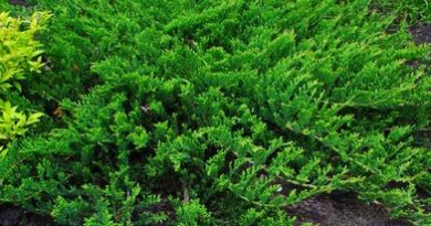 В питомнике растений в Подгорье предлагаем Можжевельник горизонтальный Принц Уэльский и другие хвойные растения