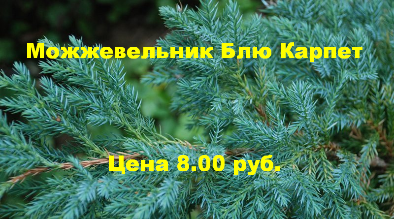 В питомнике растений в Могилевском районе (Подгорье) предлагаем Можжевельник Блю Карпет за 8.00 рублей