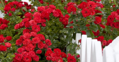 В питомнике растений в Подгорье предлагаем Роза плетистая красная, хвойные, декоративные, плодовые саженцы растений.