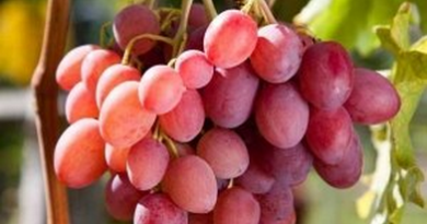 В питомнике растений в Подгорье предлагаем Виноград розовый, хвойные, декоративные, плодовые саженцы растений.