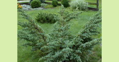 В питомнике растений в Подгорье предлагаем Можжевельник чешуйчатый Мейери и другие хвойные растения