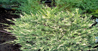 В питомнике растений в Подгорье предлагаем Можжевельник горизонтальный Андорра Вариегата и другие хвойные растения