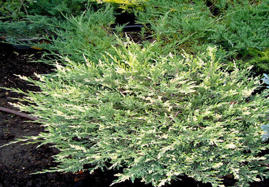 В питомнике растений в Подгорье предлагаем Можжевельник горизонтальный Андорра Вариегата и другие хвойные растения