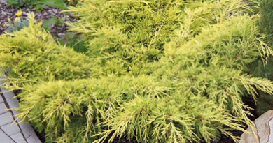 В питомнике растений в Подгорье предлагаем можжевельник средний Олд Голд и другие хвойные растения