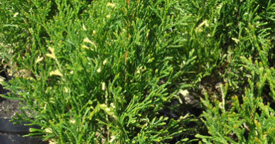 В питомнике растений в Подгорье предлагаем тую Смарагд вариегата и другие хвойные растения