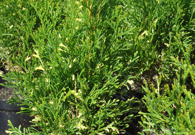 В питомнике растений в Подгорье предлагаем тую Смарагд вариегата и другие хвойные растения