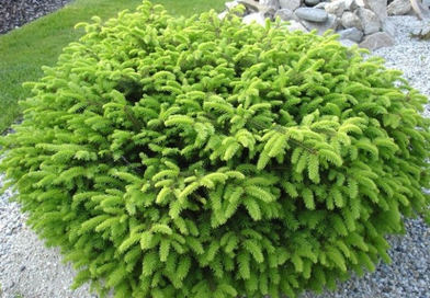 В питомнике растений в Подгорье предлагаем Ель обыкновенную Нидиформис , хвойные, лиственные декоративные растения