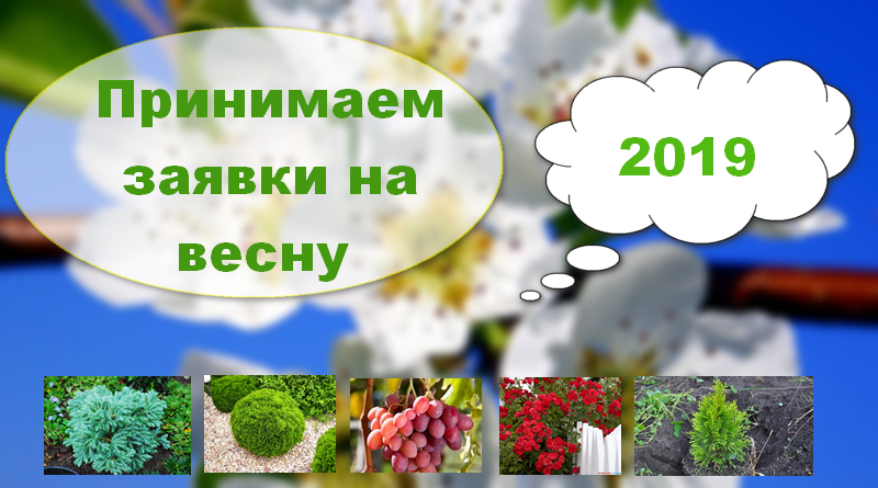 Питомник растений в Подгорье (Могилевский район) принимает заявки на весну 2019