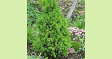 В питомнике растений в Подгорье предлагаем ель канадскую Лилипут и другие хвойные растения
