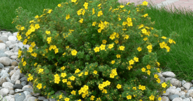 Подгорье. В питомнике растений в Могилеве предлагаем саженцы лапчатки кустарниковой желтой.