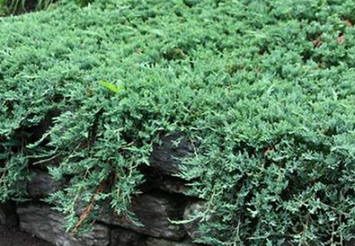 Подгорье. В питомнике растений в Могилеве предлагаем саженцы Можжевельника горизонтального Вилтони