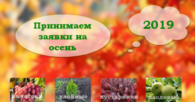 Питомник растений в Подгорье (Могилевский район) принимает заявки на осень 2019