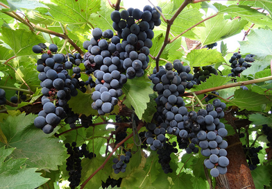 Подгорье. В питомнике растений (Могилевский район) предлагаем саженцы винограда. Маркетт