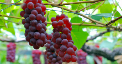 Подгорье. В питомнике растений (Могилевский район) предлагаем саженцы винограда. Свенсон Ред