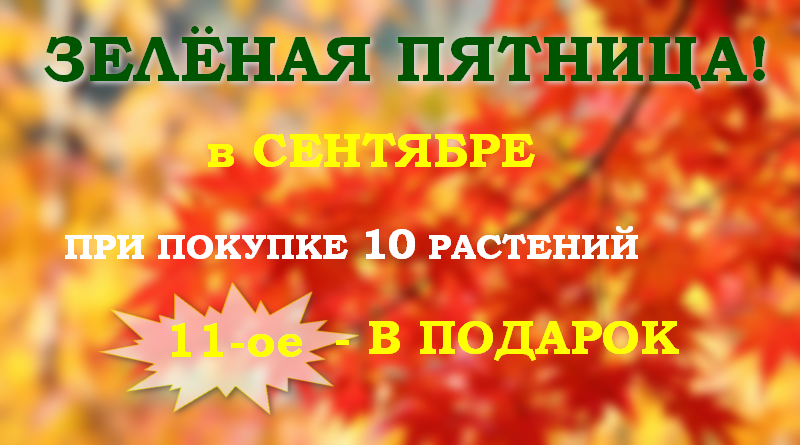 Питомник растений в Подгорье (Могилевский район) в сентябре Вас по пятницам - растение в подарок