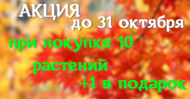 Питомник растений в Подгорье (Могилевский район) в октябре предлагает 10 растений+1 в подарок