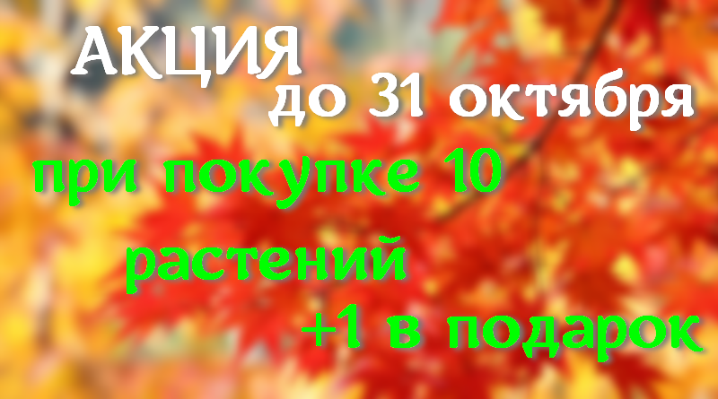 Питомник растений в Подгорье (Могилевский район) в октябре предлагает 10 растений+1 в подарок
